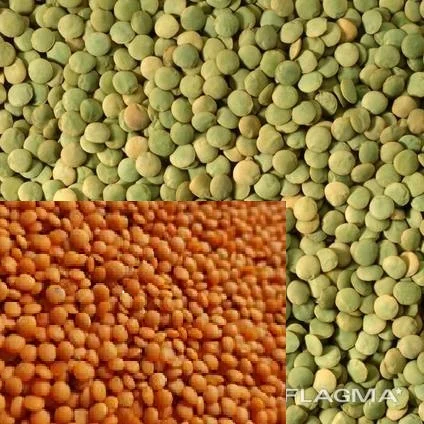 Підприємство закуповує сочевицю - фото № 1