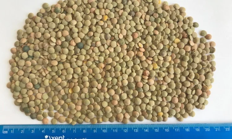 Купуємо чечевицу - фото № 1
