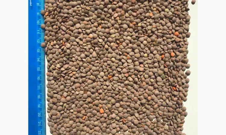 Купуємо чечевицу - фото № 2