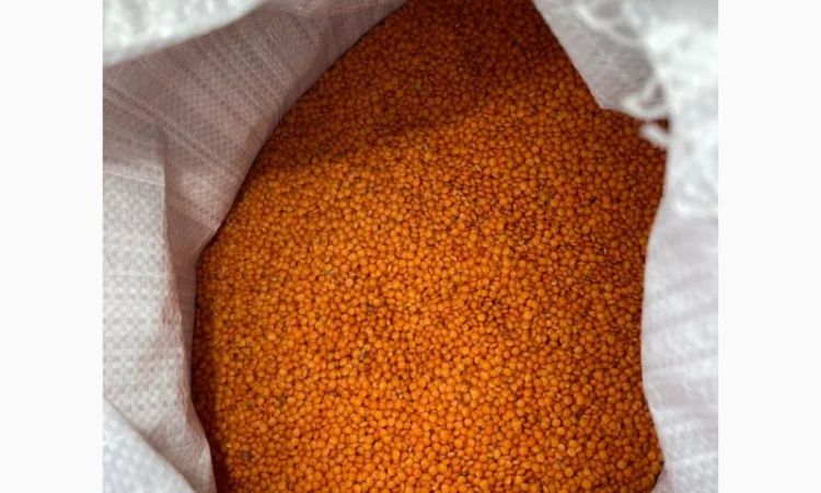 Продаємо сочевицю червону - фото № 1