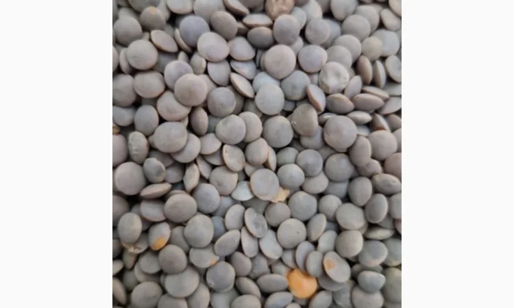 Насіння Червоної Сочевиці MAXIM - фото № 2