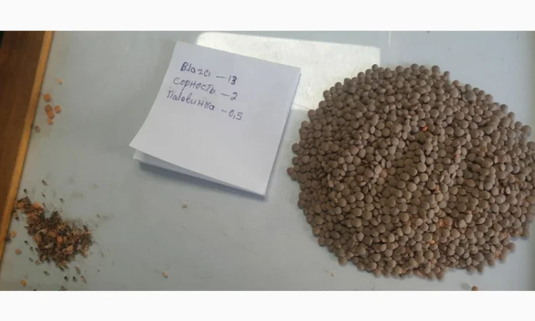 Сочевиця червона - фото № 1