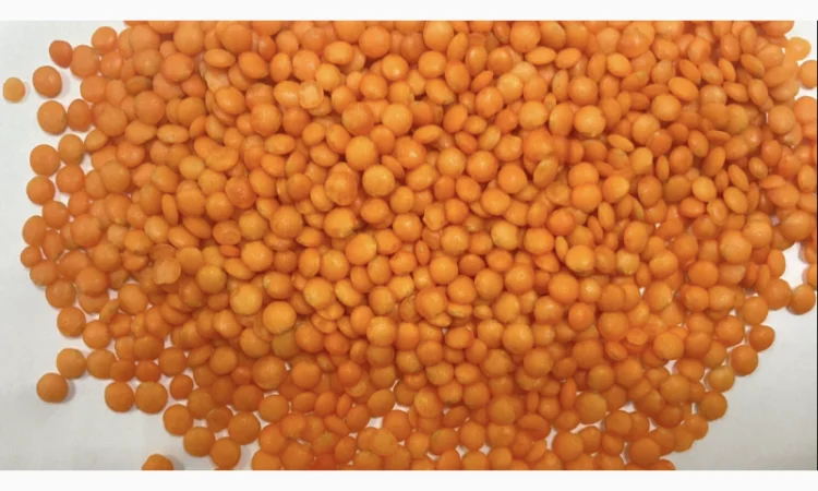 Червона чечевиця в мішках по 25 кг оптом - фото № 1