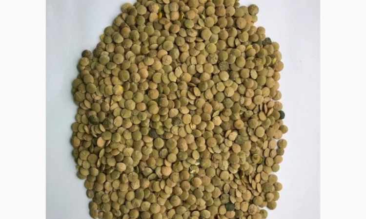 Куплю сочевицю чечевицу на переробку - фото № 1