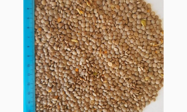 Чечевица красная, сочевиця червона - фото № 1