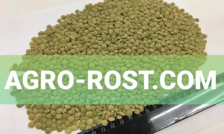 Чечевица зеленая от сельхозпроизводителя опт и розница - фото № 1