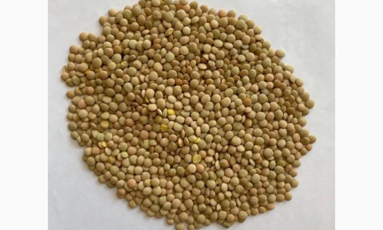 Чечевица зеленая от сельхозпроизводителя - фото № 1