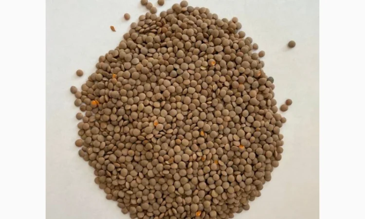 Чечевица красная опт сельхозпроизводитель - фото № 1