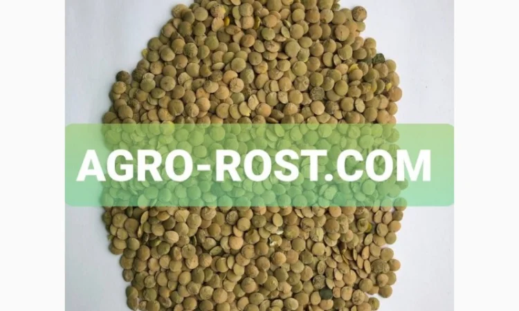 Чечевица зеленая сочевиця чечевиця - фото № 1