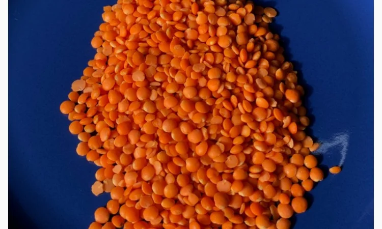 Сочевиця (ОПТ від 5 т, ціна за 1 кг) - фото № 3