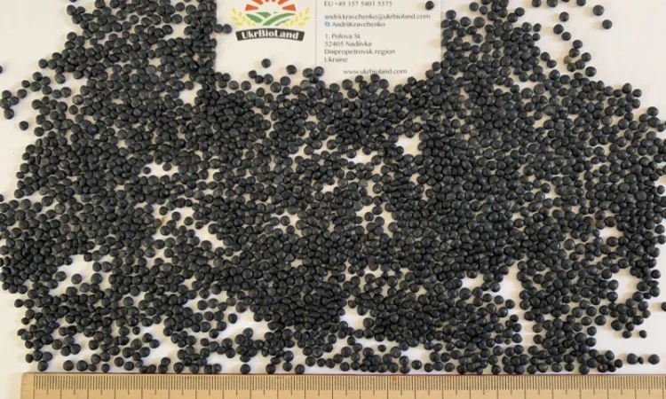 Насіння сочевиці (білуга чорна) - фото № 1
