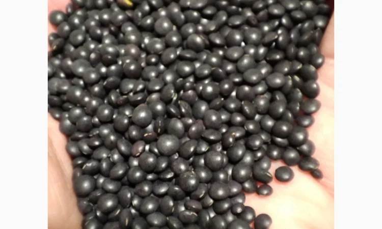 Насіння сочевиці (білуга чорна) - фото № 3