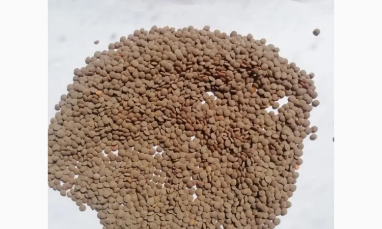 Продам червону чечевицю 75 т - фото № 1