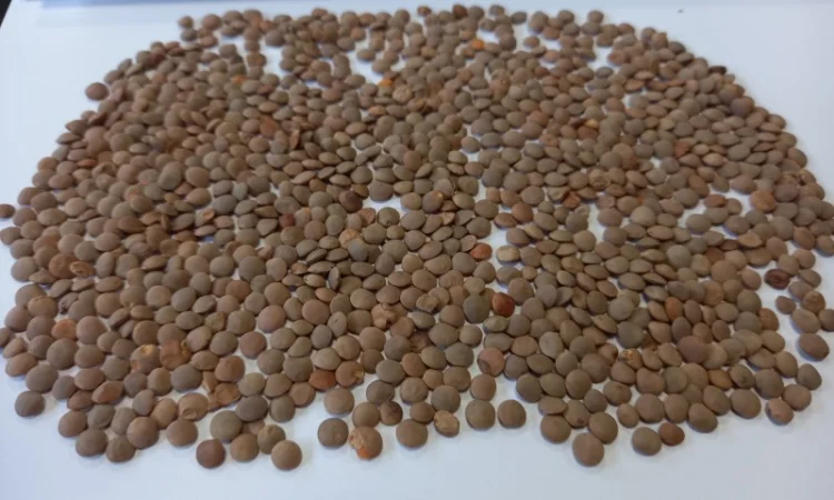 Семена чечевицы красной сорт Максим - фото № 1