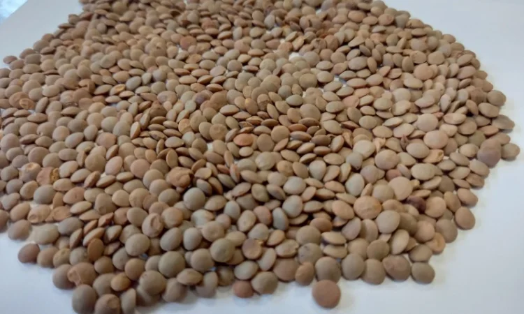 Семена чечевицы красной сорт Максим - фото № 2