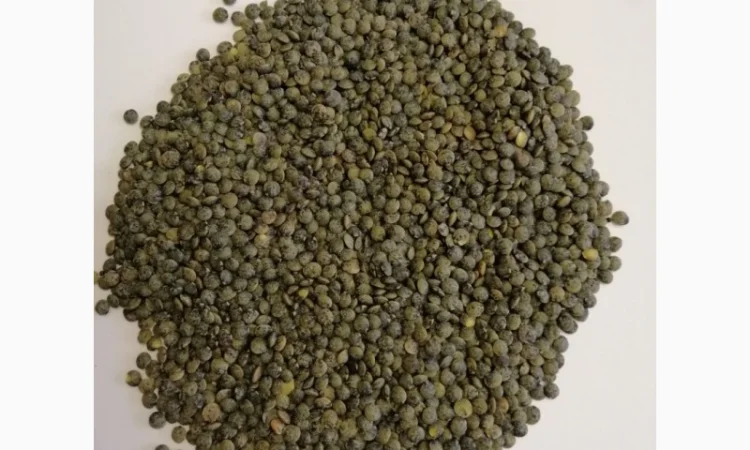 Продаем семена чечевицы сорт Пюи (Французская) - фото № 1
