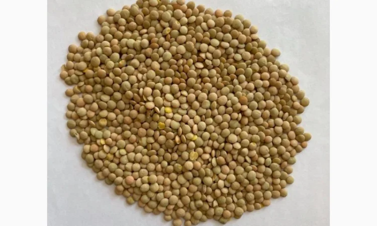 Купуємо сочевицю 2024 року врожаю - фото № 1