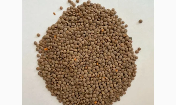 Купуємо сочевицю 2024 року врожаю - фото № 2