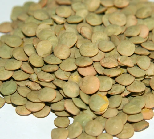 Продаємо насіння сочевиці зеленої сорт "Лінза" - фото № 1