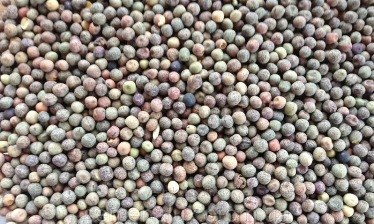 Куплю пелюшку (дикий горошок) - фото № 1