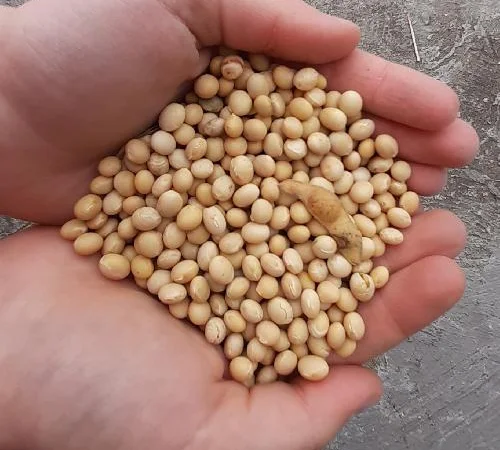 Половинки сои и зерновые отходы кукурузы покупаем - фото № 1