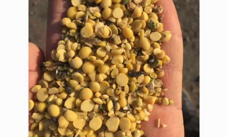 Закупаем половинки сои и отходы кукурузы - фото № 1