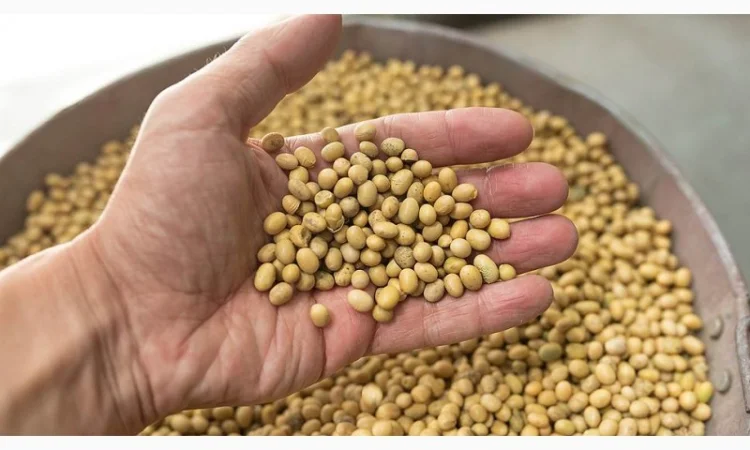 Закупка кукурузных отходов - фото № 1