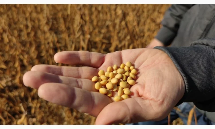 Закупка половинок сои и кукурузных отходов - фото № 1