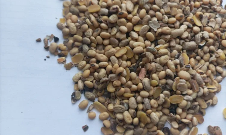 Куплю половинки сої. Куплю зерновідхід кукурудзи - фото № 1