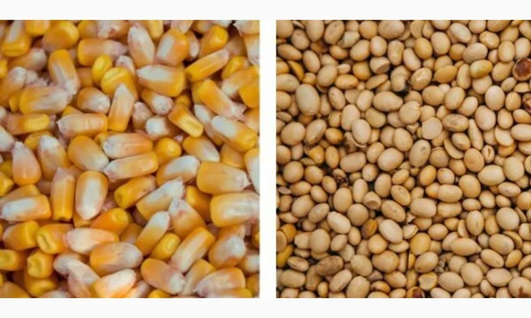 Закупівля битої кукурудзи - фото № 1