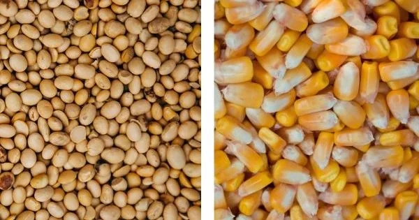 Куплю половинки сої, кукурудзу не ДСТУ - фото № 1