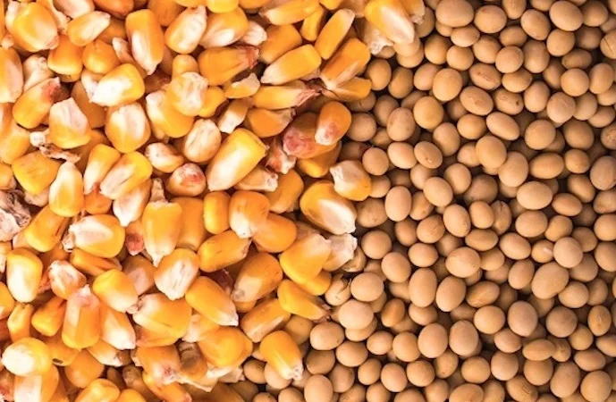 Закупаем половинки сои и некондиционную кукурузу - фото № 1