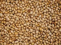 Покупка отходов кукурузы - фото № 1