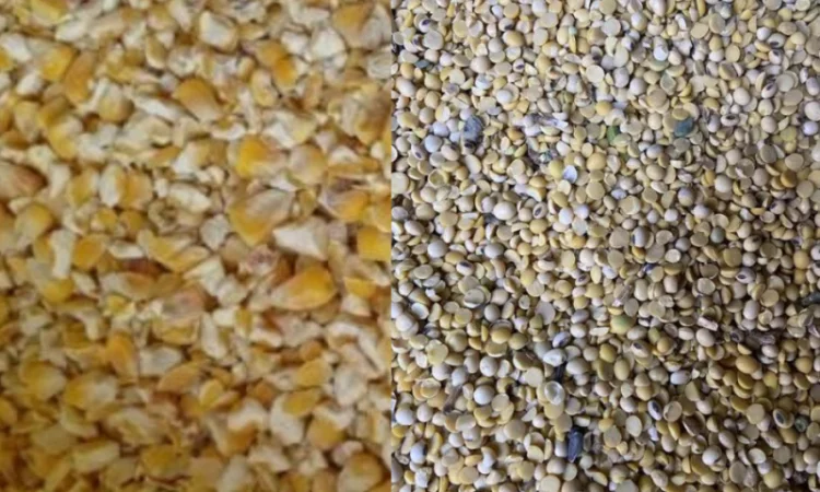 Куплю половинки сої та биту кукурудзу - фото № 1