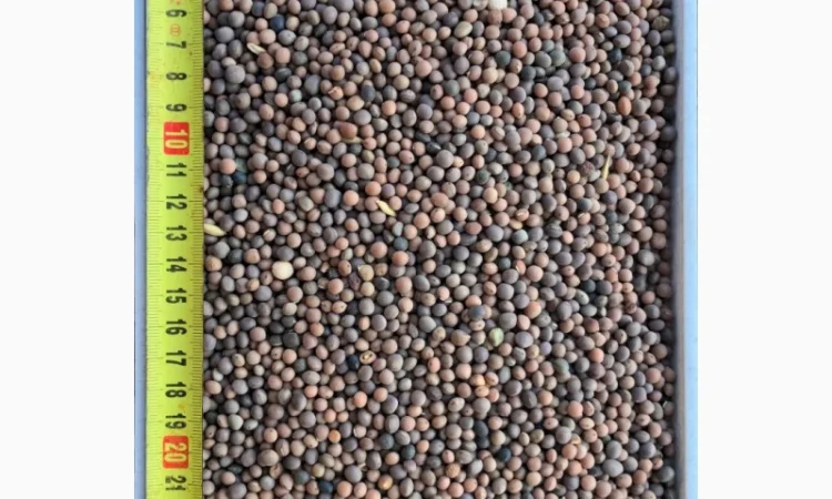 Люпин - фото № 2