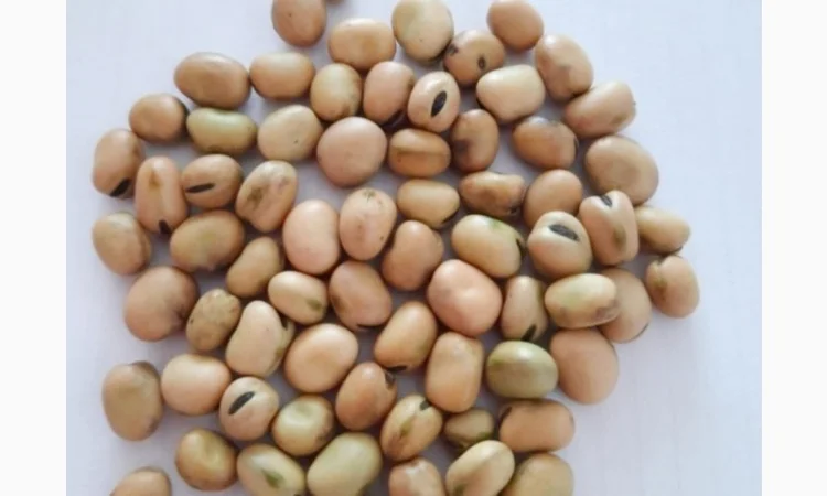 Люпин, Вика, Боби, Пелюшка, Льон - фото № 2