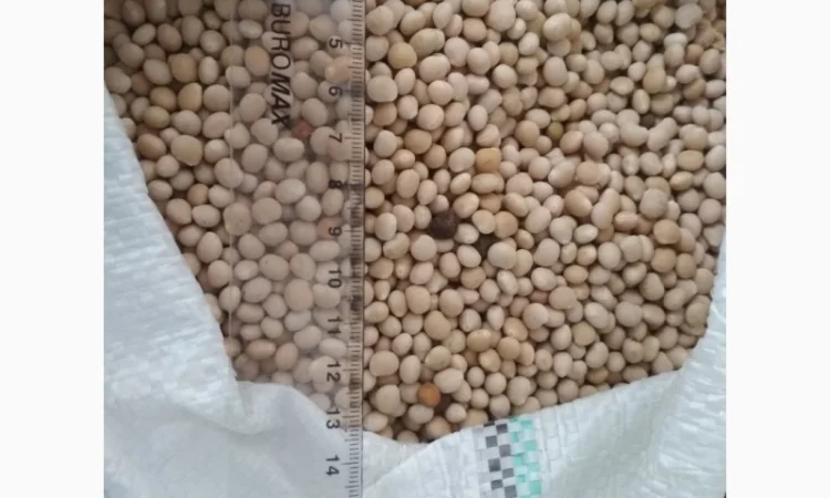 Купуємо люпин, вику, просо, розторопшу - фото № 1