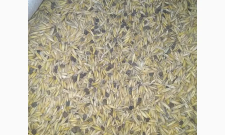 Вико-вівсяна суміш, вико-овес, мішанка - фото № 2