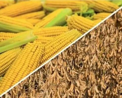 Покупаю сою, кукурузу - фото № 1