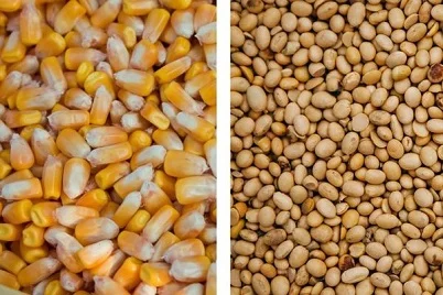 Куплю сою, кукурузу опт - фото № 1