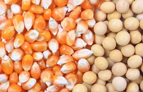 Куплю кукурузу, сою - фото № 1