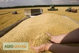 Зерновые и масличные культуры (ЗАКУПАЕМ) - фото № 1