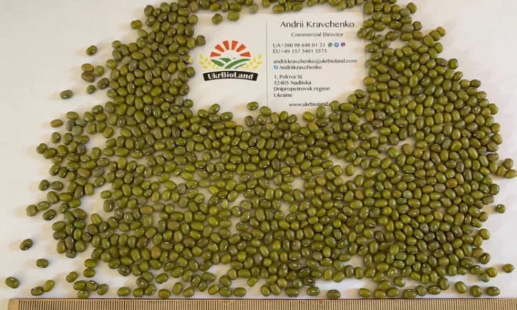 Насіння машу органічного від виробника - фото № 1