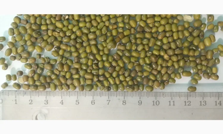 Насіння машу органічного від виробника - фото № 2