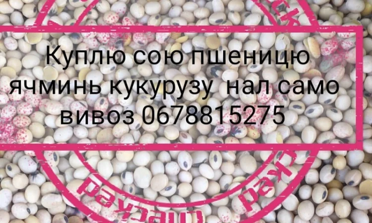Куплю рипак соняшник ячминь кукурудза - фото № 1