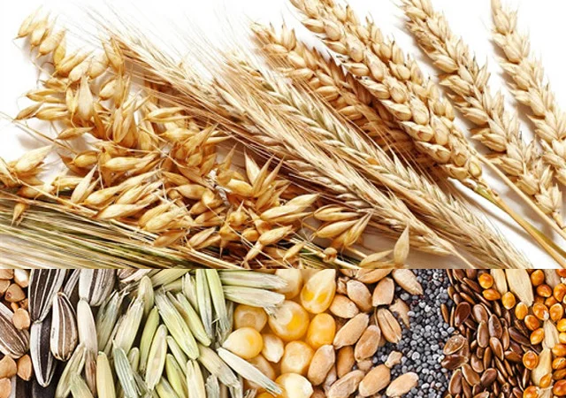 Куплю:горох, сою та інші види зерен, а також бобові - фото № 1