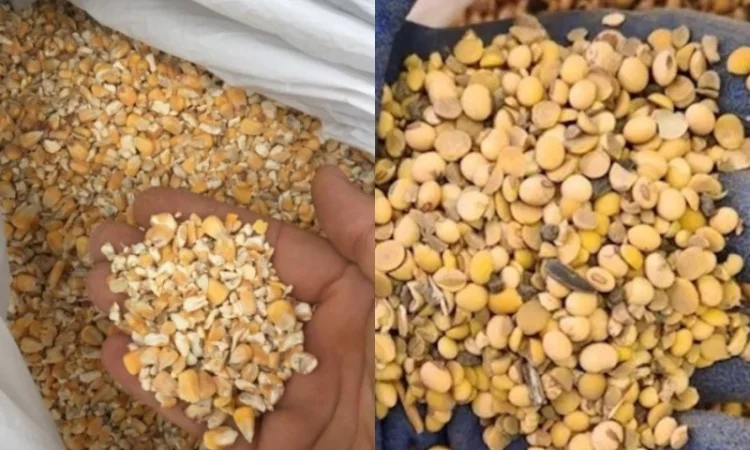 Закуповуємо половинки сої, биту кукурудзу по Україні - фото № 1