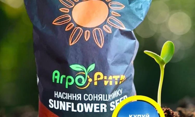 Соняшник Бомонд під Гранстар - фото № 1