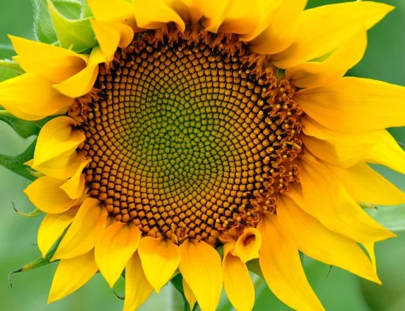 Гибрид подсолнечника Командор на продажу - фото № 1