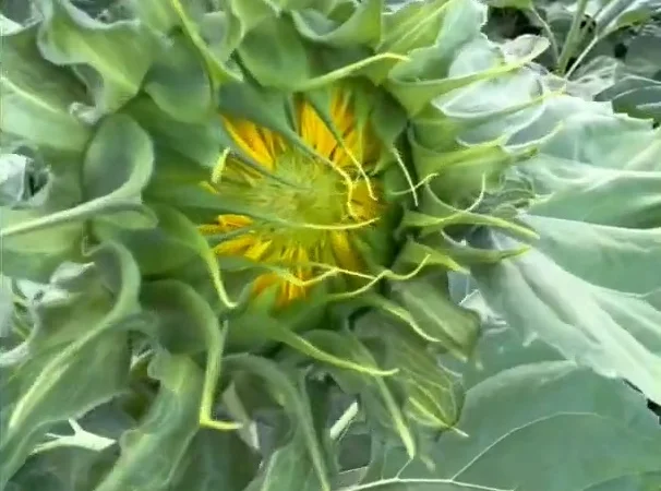 Соняшник Альдазор - высокоурожайный гибрид - фото № 3